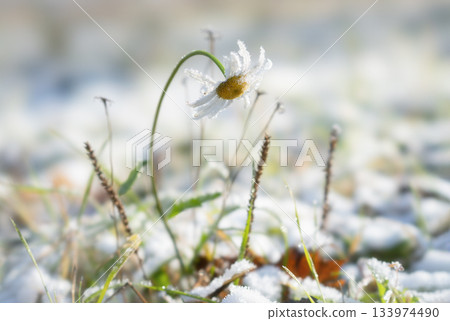 Delicate daisy in the first snow of early winter 133974490