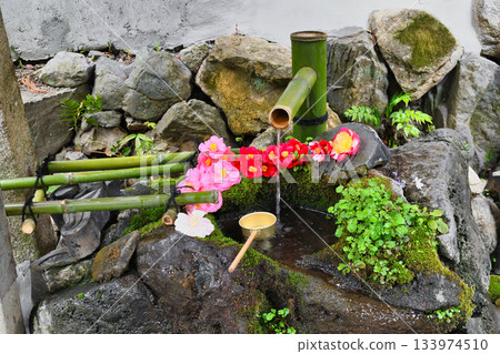 Beautiful camellia water basin at Otoyo Shrine, Kyoto (Sakyo Ward, Kyoto City, Kyoto Prefecture) Beautiful camellia water basin at Otoyo Shrine, Kyoto (Sakyo Ward, Kyoto City, Kyoto Prefecture) 133974510