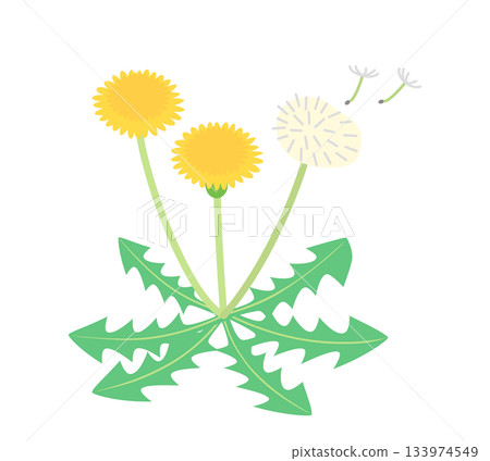 蒲公英花和絨毛插圖 133974549