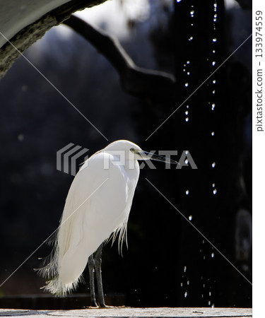 冬日公園裡的一隻蒼鷺 133974559