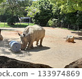 A white rhino pushes a drum with its horn at Nopporo Park A white rhino pushes a drum with its horn at Nopporo Park 133974869