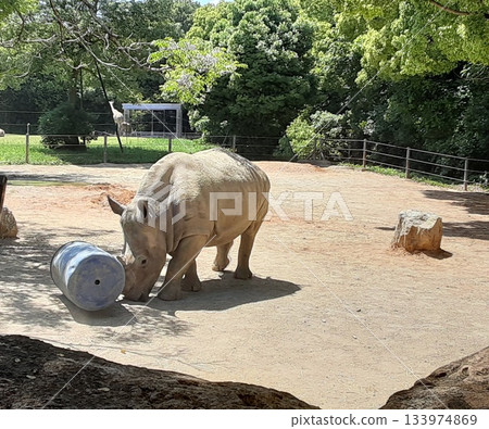 A white rhino pushes a drum with its horn at Nopporo Park A white rhino pushes a drum with its horn at Nopporo Park 133974869