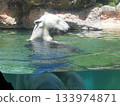 Polar bear bathing in water at Nopporo Park Polar bear bathing in water at Nopporo Park 133974871
