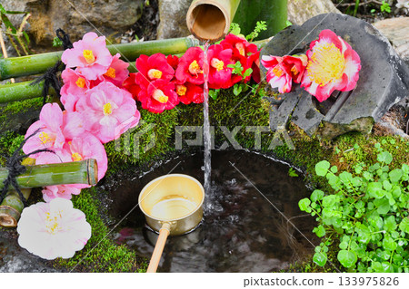 京都大豐神社(京都府京都市左京區)美麗的山茶花水池 京都大豐神社(京都府京都市左京區)美麗的山茶花水池 133975826