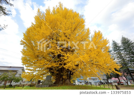 The large ginkgo tree in Furumachi, Minamiaizu Town, turns yellow in autumn / Minamiaizu District, Fukushima Prefecture 133975853
