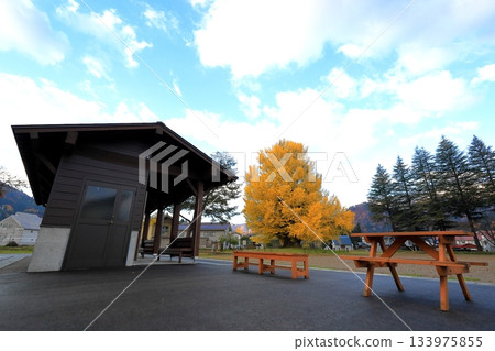 The large ginkgo tree in Furumachi, Minamiaizu Town, turns yellow in autumn / Minamiaizu District, Fukushima Prefecture The large ginkgo tree in Furumachi, Minamiaizu Town, turns yellow in autumn / Minamiaizu District, Fukushima Prefecture 133975855