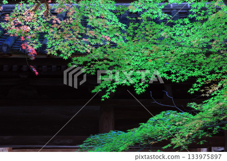 鮮綠7151 鮮綠7151 133975897