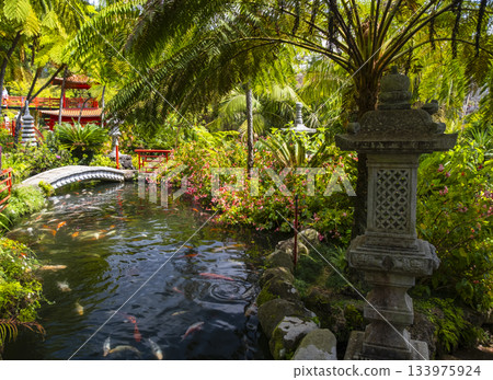 Serene Koi fish pond in Monte Palace tropical garden on Madeira surrounded by lush greenery, featuring colorful fish and serene scenery Serene Koi fish pond in Monte Palace tropical garden on Madeira surrounded by lush greenery, featuring colorful fish and serene scenery 133975924