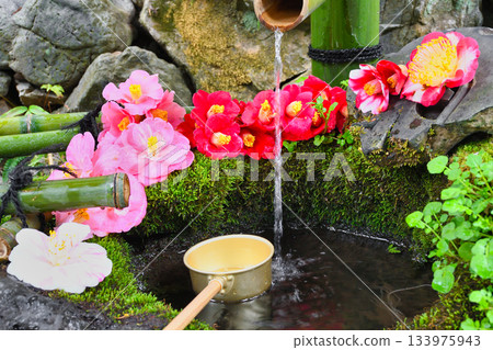 Beautiful camellia water basin at Otoyo Shrine, Kyoto (Sakyo Ward, Kyoto City, Kyoto Prefecture) 133975943