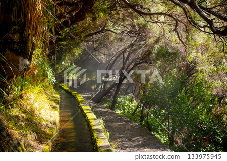Enchanting Madeira levada surrounded by lush forest trees, showing sunlight filtering through foliage. The narrow water channel and stone path add to the tranquil atmosphere Enchanting Madeira levada surrounded by lush forest trees, showing sunlight filtering through foliage. The narrow water channel and stone path add to the tranquil atmosphere 133975945