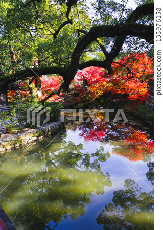 Scenery of Iseha Shrine 133976158