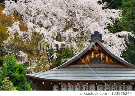 Beautiful cherry blossoms at Otoyo Shrine, Kyoto (Sakyo Ward, Kyoto City, Kyoto Prefecture) Beautiful cherry blossoms at Otoyo Shrine, Kyoto (Sakyo Ward, Kyoto City, Kyoto Prefecture) 133976244