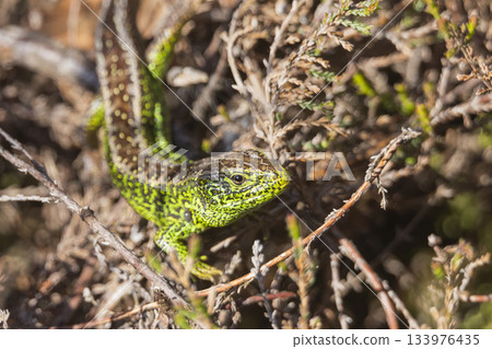 Male sand lizard observed in Ermelosche heide located in Ermelo, the Netherlands during a sunny day in spring 133976435