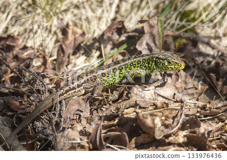 Male sand lizard moving on dry leaves at Ermelosche heide in Ermelo, the Netherlands during a sunny day 133976436