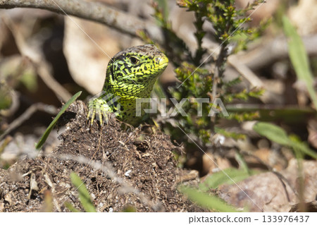 Male sand lizard observed at Ermelosche heide in Ermelo, Netherlands during spring season 133976437