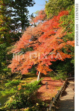 Colored autumn leaves 133976610