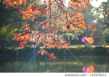 Autumn leaves illuminated by light Autumn leaves illuminated by light 133976611