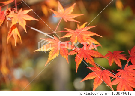 Vividly colored autumn leaves Vividly colored autumn leaves 133976612