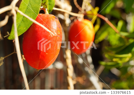 Crow gourd turning red Crow gourd turning red 133976615
