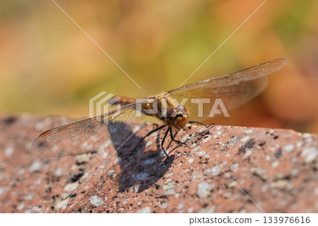 A dragonfly that rests A dragonfly that rests 133976616