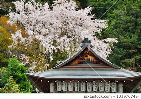 京都大豐神社(京都府京都市左京區)的櫻花很美 京都大豐神社(京都府京都市左京區)的櫻花很美 133976749