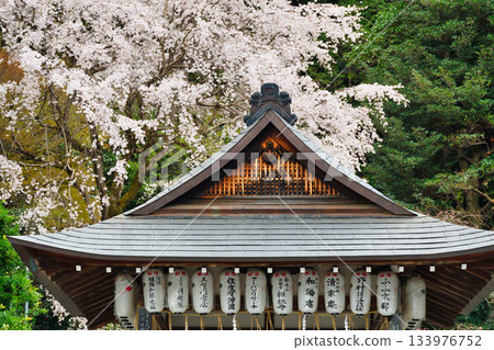 京都大豐神社（京都府京都市左京區）的櫻花很美 133976752