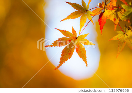 Bright autumn leaves 133976996