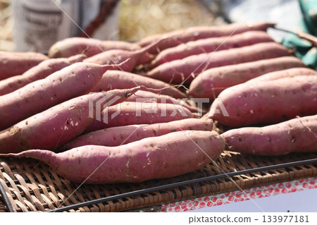 A large number of sweet potatoes lined up A large number of sweet potatoes lined up 133977181