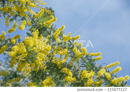 湛藍的天空映襯著盛開的含羞草 133977227