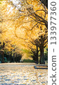 Row of ginkgo trees shining golden 133977360