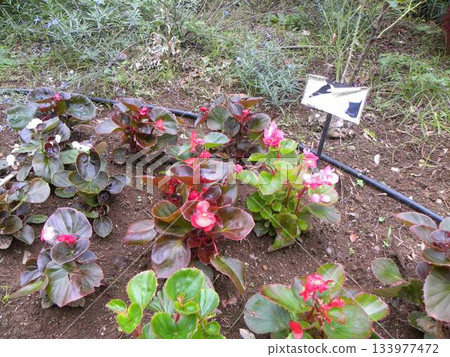 Impatiens red pink white flowers 133977472