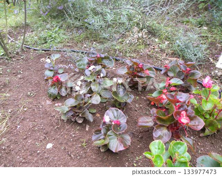 Impatiens red pink white flowers Impatiens red pink white flowers 133977473