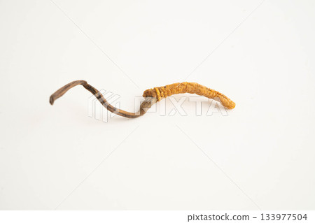 Cordyceps sinensis or Ophiocordyceps sinensis isolated on white background, mushroom herb treatment medicine. Cordyceps sinensis or Ophiocordyceps sinensis isolated on white background, mushroom herb treatment medicine. 133977504