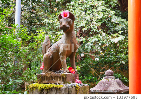 Otoyo Shrine, Kyoto: Koma-kitsune and beautiful camellias (Sakyo Ward, Kyoto City, Kyoto Prefecture) 133977693