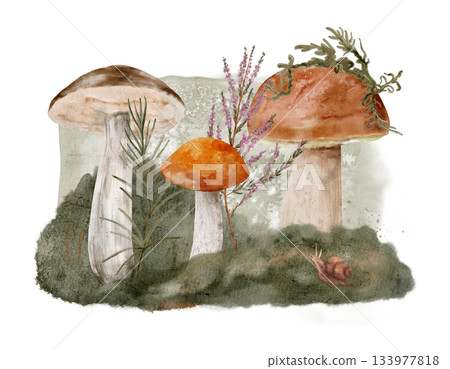 fungi and foliage watercolor illustration, oilfree watercolor of forest mushrooms and moss 133977818