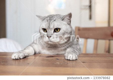 Cat Table Home Sitting - A gray tabby cat sits on a wooden table in a home. Cat Table Home Sitting - A gray tabby cat sits on a wooden table in a home. 133978082