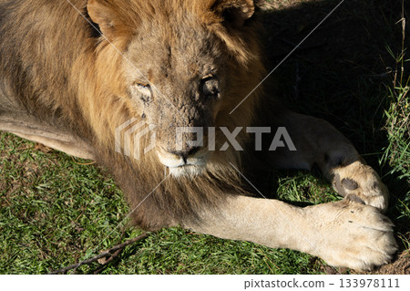 Lion, Resting, Grass - A large male lion rests on the grass, appearing calm and content. 133978111