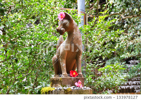 Otoyo Shrine, Kyoto: Koma-kitsune and beautiful camellias (Sakyo Ward, Kyoto City, Kyoto Prefecture) Otoyo Shrine, Kyoto: Koma-kitsune and beautiful camellias (Sakyo Ward, Kyoto City, Kyoto Prefecture) 133978127