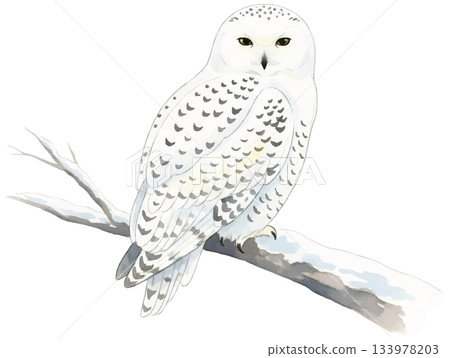 水彩插畫，描繪了一隻雪鴞棲息在樹枝上。 133978203