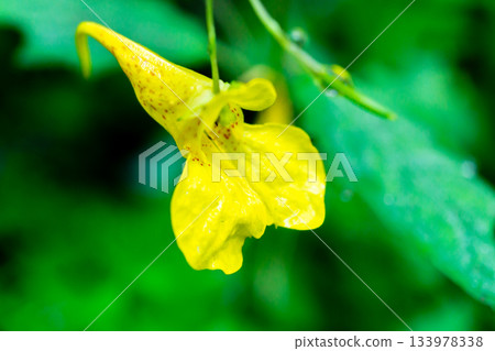 Yellow fishing boats blooming on the Kamikochi trail at the foot of Mount Hotaka in the Northern Alps Yellow fishing boats blooming on the Kamikochi trail at the foot of Mount Hotaka in the Northern Alps 133978338
