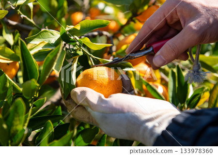 Picking mandarin oranges at a mandarin orange farm 133978360