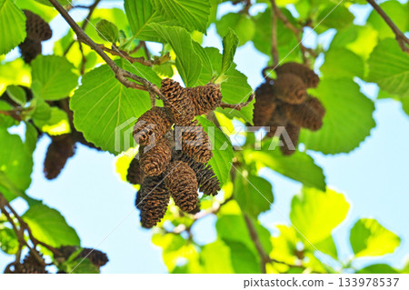 Brown alder fruit from last year (spring, April) 133978537