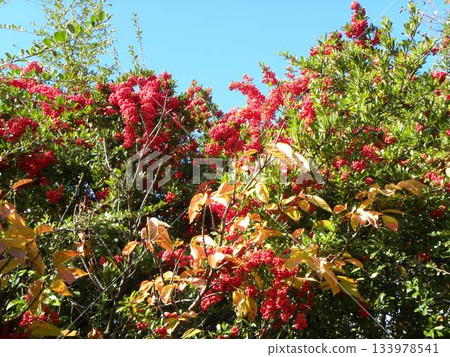 Pyracantha at Yatsuhigata Park Pyracantha at Yatsuhigata Park 133978541