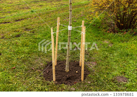A young tree is planted in the ground with wooden stakes for support in a yard. The scene shows grass and fallen leaves A young tree is planted in the ground with wooden stakes for support in a yard. The scene shows grass and fallen leaves 133978681