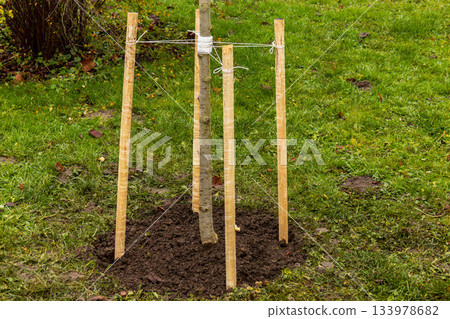 Workers set up wooden stakes and ties around a young tree to provide support in a garden after planting during the fall season 133978682