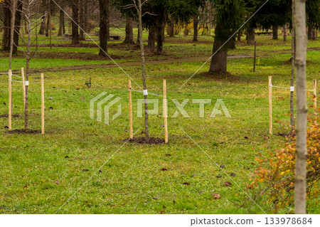 Workers have planted small trees in a park. Wooden stakes support the young trees. The ground is green with fallen leaves around Workers have planted small trees in a park. Wooden stakes support the young trees. The ground is green with fallen leaves around 133978684
