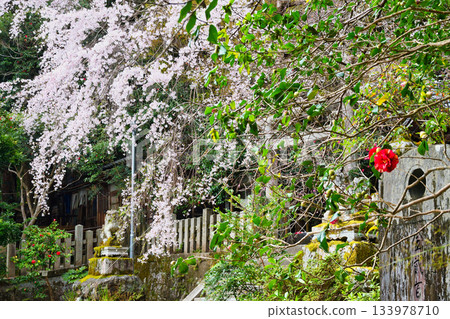 京都大豐神社（京都府京都市左京區）的櫻花和山茶花盛開，美不勝收。 133978710