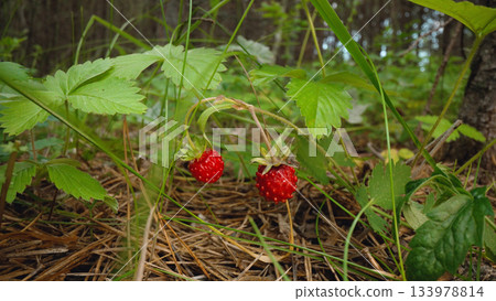 Wild strawberries growing in forest undergrowth 133978814