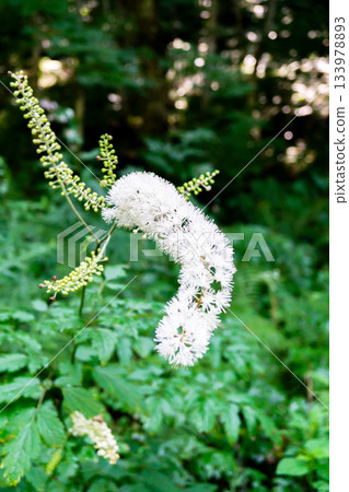 在北阿爾卑斯山穗高山腳下的上高地步道上,盛開著升麻(Cimicifuga japonica (Sarashina masuma))。 在北阿爾卑斯山穗高山腳下的上高地步道上,盛開著升麻(Cimicifuga japonica (Sarashina masuma))。 133978893