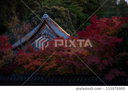 秋葉在京都 秋葉在京都 133978989